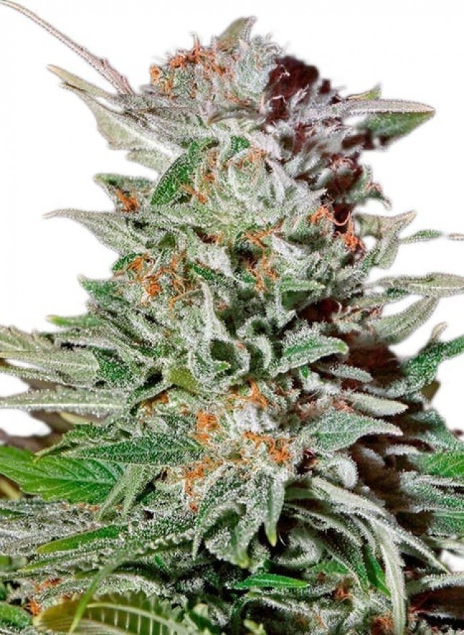 Super Lemon Haze Auto